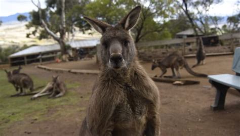 Top 5 Tassie wildlife experiences | Spirit of Tasmania