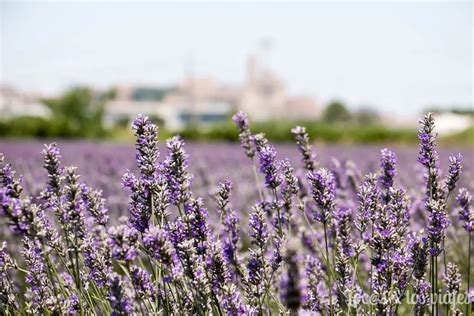 Campos De Flores De Lavanda En Brihuega Visitar Teleflor