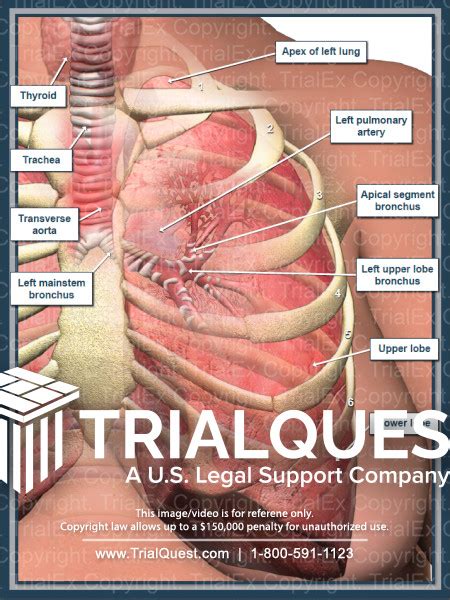 Anatomy Of The Left Lung Trialexhibits Inc