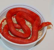 Fire Corn Snake