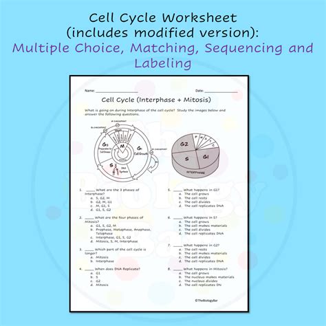 Cell Cycle Mitosis Worksheet Differentiated And Digital Options Made By