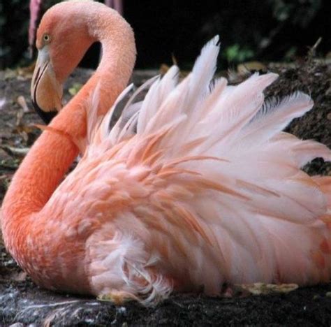 Gorgeous Flamingo Pics To Celebrate Pink Flamingo Day Artofit