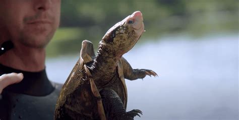 Rare Turtle Discovered by Steve Irwin Bred at Australia Zoo - Animals ...