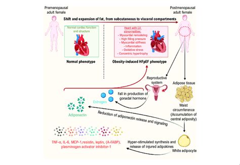 A Schematic Diagram Showing The Involvement Of Estrogen Loss And