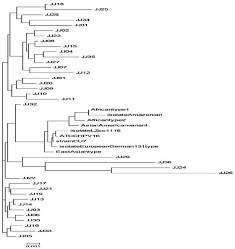 The Analysis Of Human Papillomavirus Type E E Genetic Variability