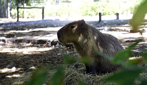 Reabren El Bioparque De La Plata Diario El Argentino De Gualeguaychú Edición Online