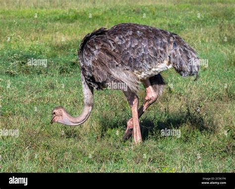 Common Ostrich Struthio Camelus Female Ostrich Masai Mara National