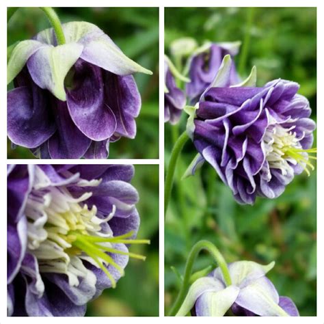 Aquilegia Swan Blue And White Columbine Swan Blue And White Uploaded By Melvynprentice