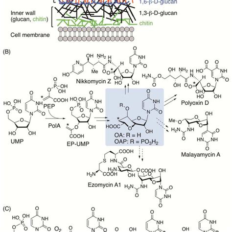 A Fungal Cell Wall Structure B Putative Biosynthetic Pathways For