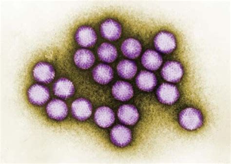 Adenovirus | Infection, Transmission, Symptoms | Britannica