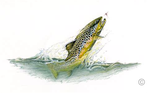 Brown Trout Sportfish Series Dave And Emily Whitlock Trout Art