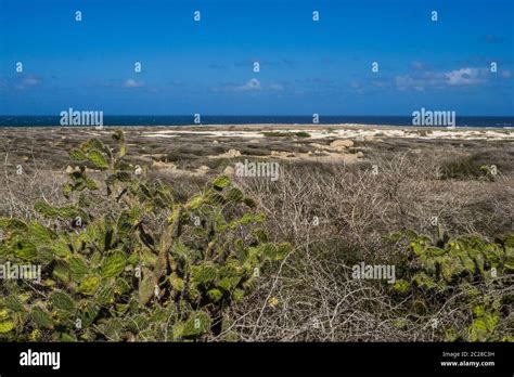 Caribbean Sea, Aruba - Aruba National Park Stock Photo - Alamy