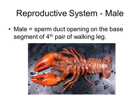 Crayfish Reproductive System Diagram