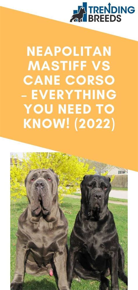 Neapolitan Mastiff Vs Cane Corso Everything You Need To Know 2022