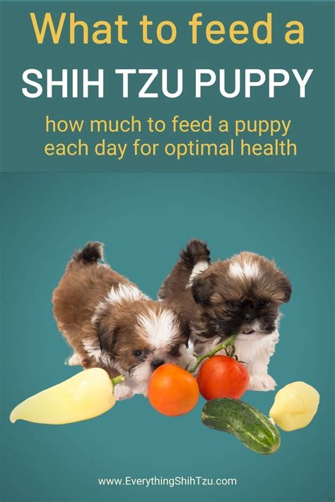 What To Feed A Shih Tzu Puppy Best Puppy Food Shih Tzu Puppy Puppy Food