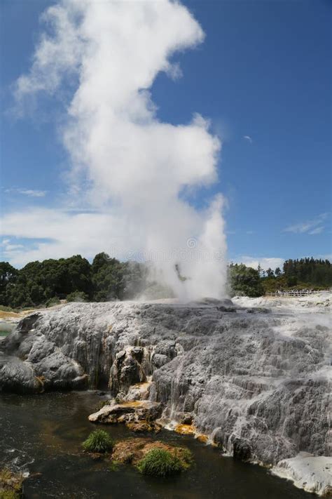 Pohutu Geyser In Te Puia National Park Rotorua New Zealand Stock