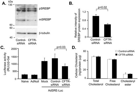 Decreased Cleavage Of The SREBP And Transcription Activity Of SRE In AM