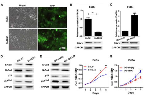 Tbx3 Knockdown Suppresses The Proliferation Of Hypopharyngeal Carcinoma