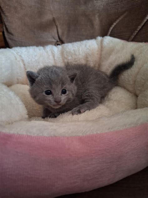 Mona Russian Blue Female (Reserved) $2650 | Champion Bloodlines & Vet ...