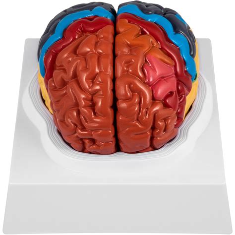 Buy Vevor Human Brain Model Anatomy 2 Part Model Of Brain Color Coded