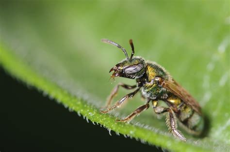 Sweat Bee Behavior Do Sweat Bees Bite Or Sting Gardening Know How