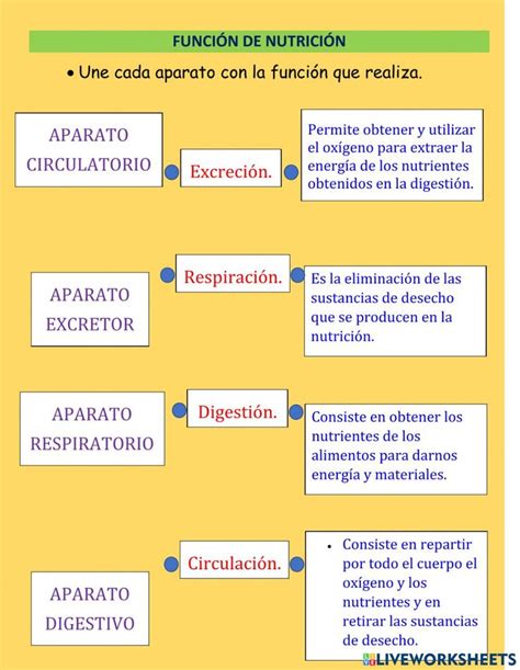 Ejercicio Interactivo De Los Aparatos De La Funci N De Nutrici N