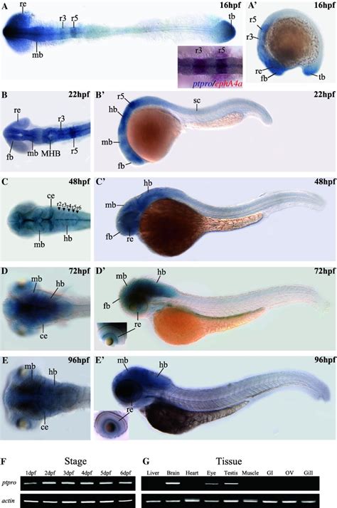 Spatial And Temporal Expression Patterns Of The Zebrafish Ptpro Gene