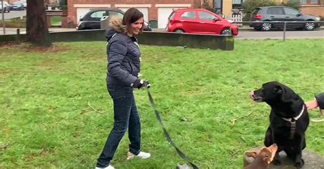 Sofie Van Hoof Gaat Met De Honden Wandelen