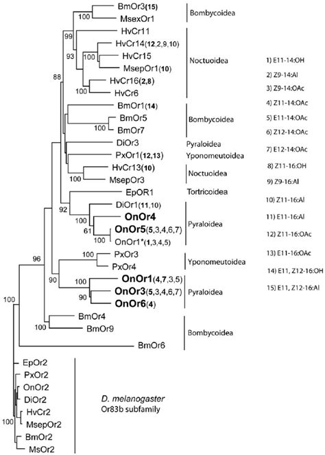 Phylogenetic Relatedness Of Onors To The Lepidoptera Sex Pheromone