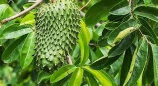 CARA MEMBUAT PESTISIDA NABATI PESNAB DARI DAUN SIRSAK PETANI