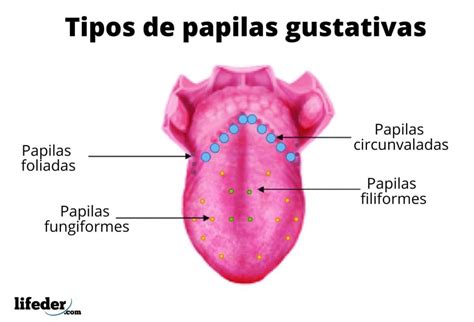 Papilas Gustativas Caracter Sticas Tipos Localizaci N