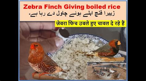 Zebra Finch Breeding Setup Boiled Rice To My Finches Finches Birds