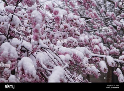 A Blooming Sakura Tree Branches Covered With Snow Stock Photo Alamy