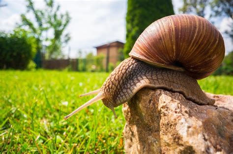 Premium Photo A Large Garden Snail With A Striped Shell Closeup