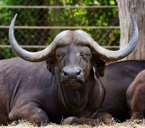 Body Parts Of A Carabao