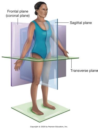 Chapter Anatomical Terminology Flashcards Quizlet