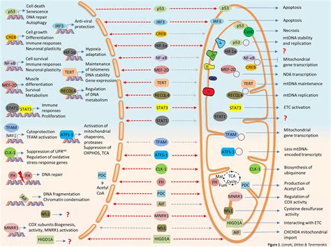 Frontiers Differential Protein Distribution Between The Nucleus And