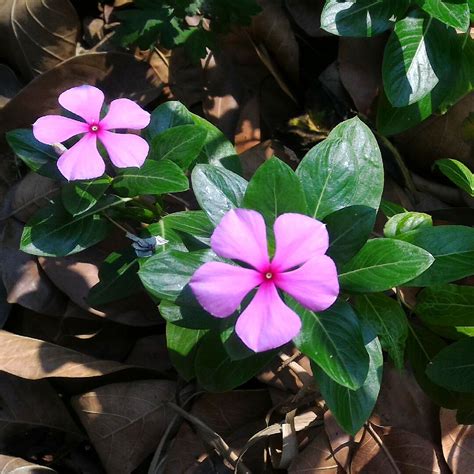 What Is Vinca Rosea Sawareh