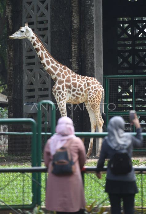 Pembukaan Wisata Ibu Kota Antara Foto