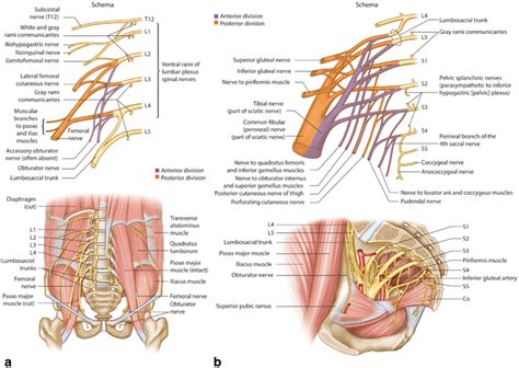 Radiation Induced Lumbosacral Plexopathy Springerlink