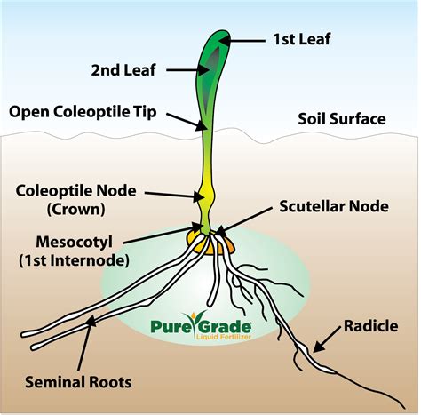 diagram  corn plant