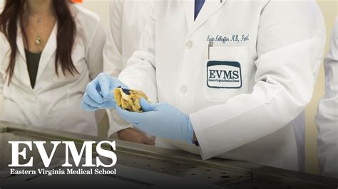 Pathologists Assistant Mhs Eastern Virginia Medical School Evms