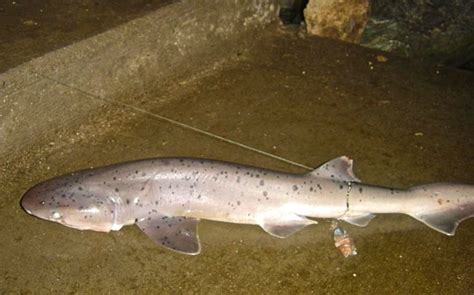 Broadnose Sevengill Shark - Pier Fishing in California