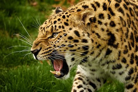 HD wallpaper: Leopard, Africa, Savannah, black and white leopard ...