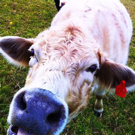 Daisy The Cow Awesome Print On Redbubble Cow Daisy Awesome Animals