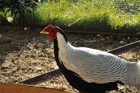 Gli animali della fattoria - Agriturismo Spigolo