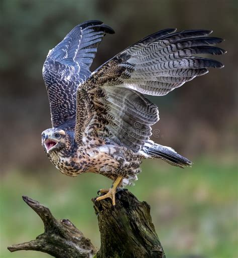 Black Chested Buzzard Eagle Perched On A Branch Wings Spread Wide