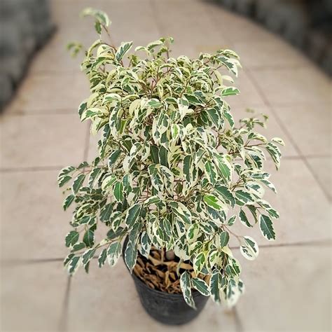 Ficus Hawaii Comprar En Vivero Mario