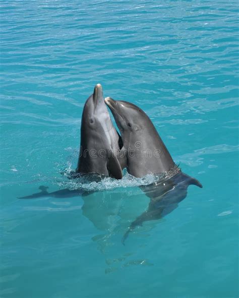 Jaime Des Dauphins Image Stock Image Du Concept Durée 30399679