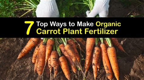 Organic Carrot Fertilizer - Easy DIY Food Recipes for Carrots